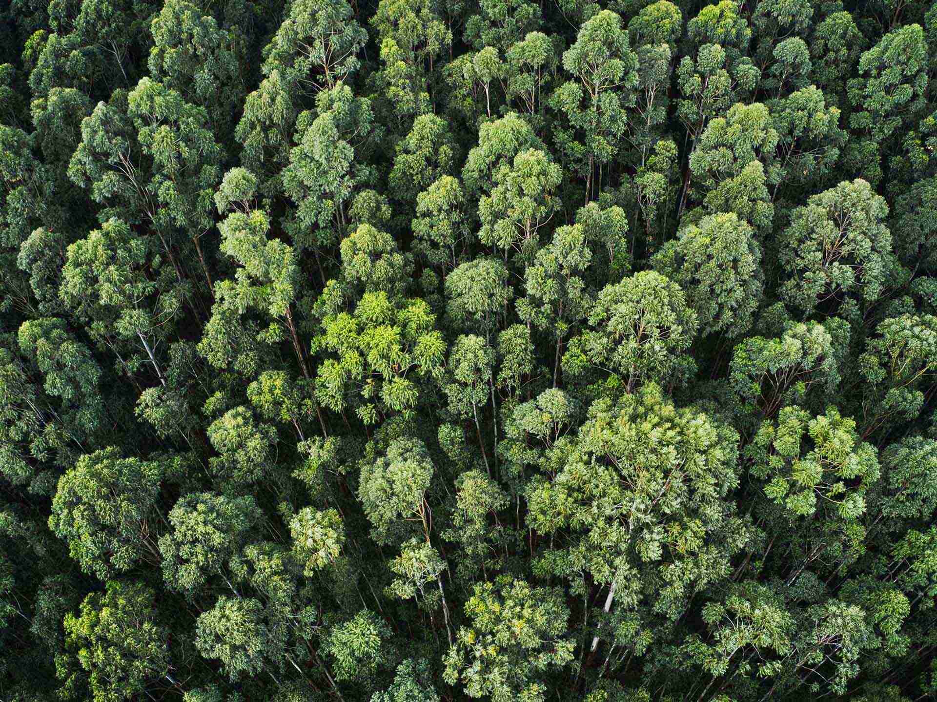 Forestry