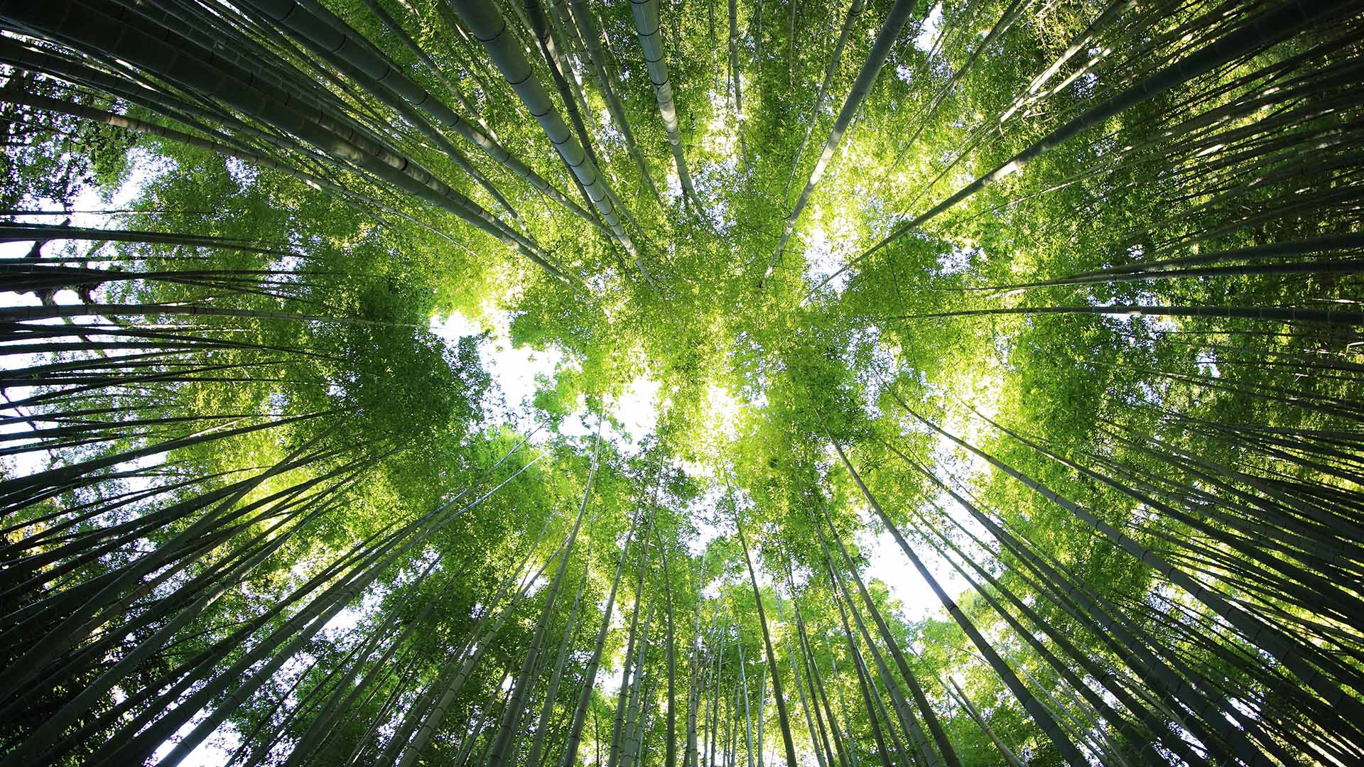 Forest program banner used as a land-use change still